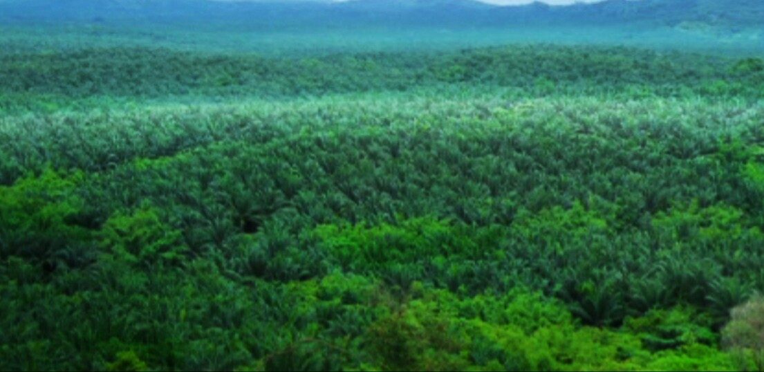Palm oil producer VPO to list on Thai bourse