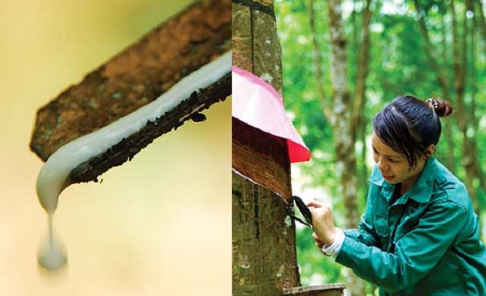 Vietnam rubber major VHG acquires 18% in SRC