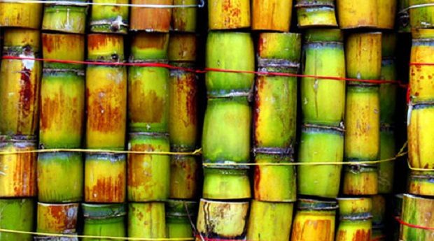 Thai sugar producer ESC plans to launch IPO this year