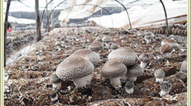 SG Dealbook: Yamada Green to raise S$18.9 million, Sinarmas Land may participate in China business space REIT