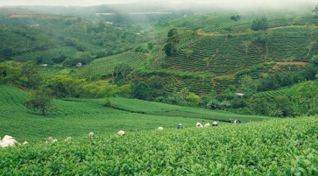 India: Dhunseri Tea in talks to buy couple of estates in Assam