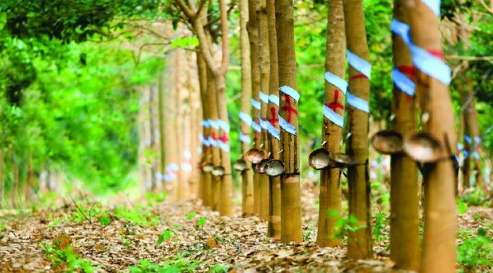 Vietnam: HAGL Agrico hopes to raise $73.6m through private placement