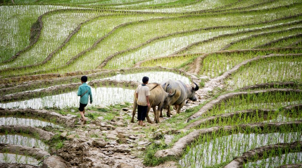 IFC proposes better access to finance for Vietnamese farm sector