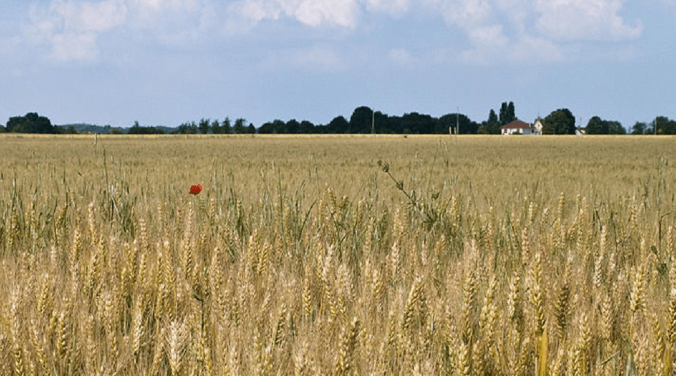 India: Agrichem firm UPL open to buy back TPG Capital, ADIA stakes in Arysta