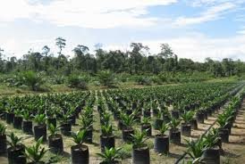 New Forests buys 35% in Indonesia rubber plantation