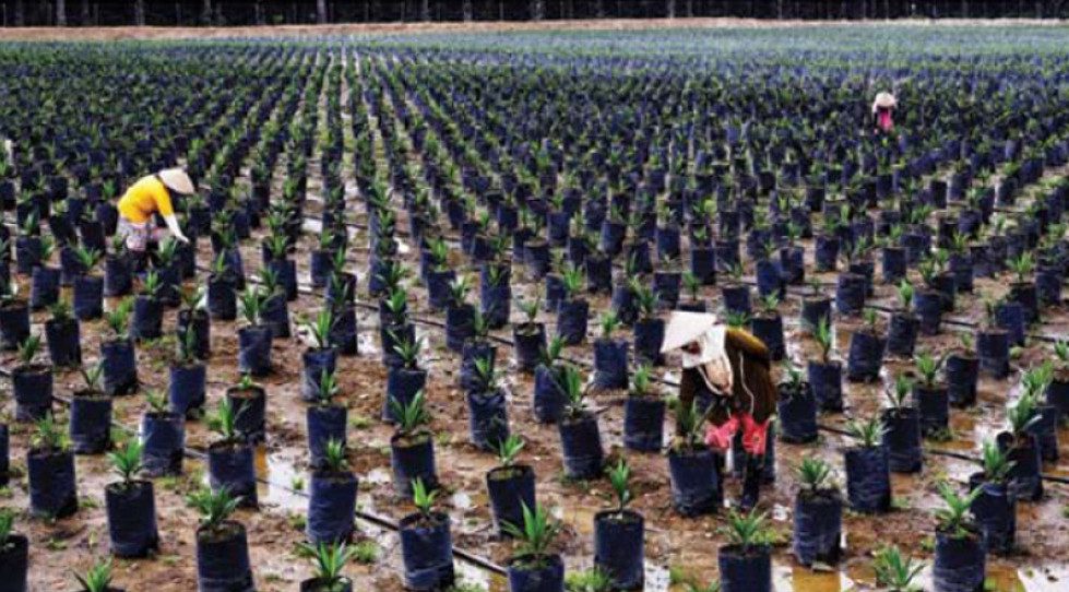Indonesia’s Astra Agro to raise $298.2m from rights issue