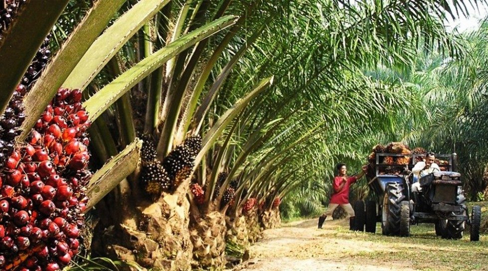 Indonesia: Tiga Pilar exits Golden Plantation for $39m