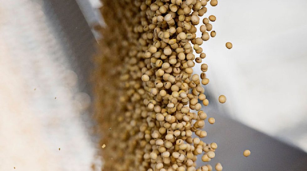 Bayer said to eye bid for $40b seed company Monsanto