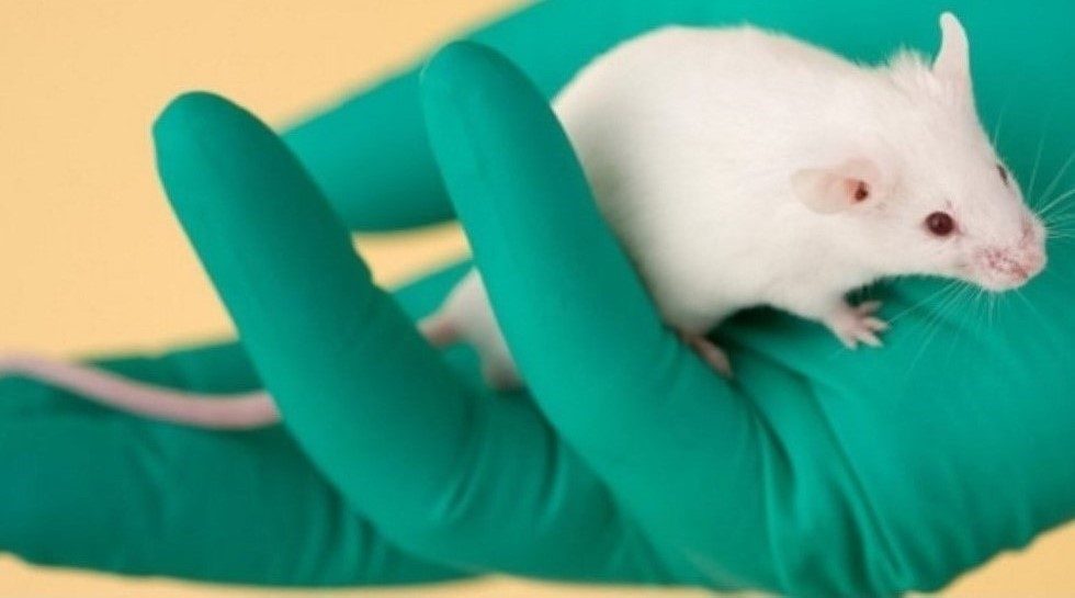 China VCbacked Harbour BioMed acquires Harbour Antibodies