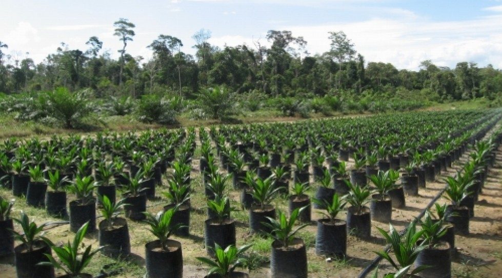 Indonesia: Sampoerna Agro divests plantation unit to Gudang Garam for $33m