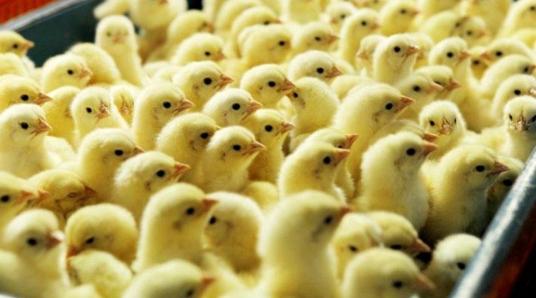 Thailand Digest: Mitsubishi partners Betagro for poultry processing; VGI to form media services JV