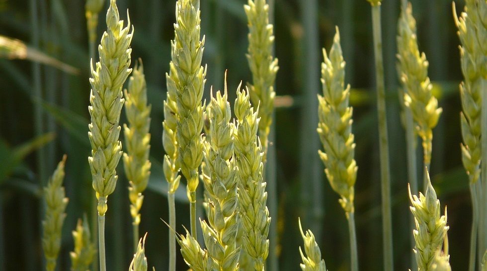 India: Ruchi Soya forms team to explore business restructuring options