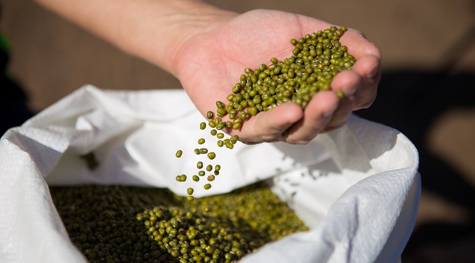 Singapore's Agrocorp acquires Australia-based pulses processor Associated Grain