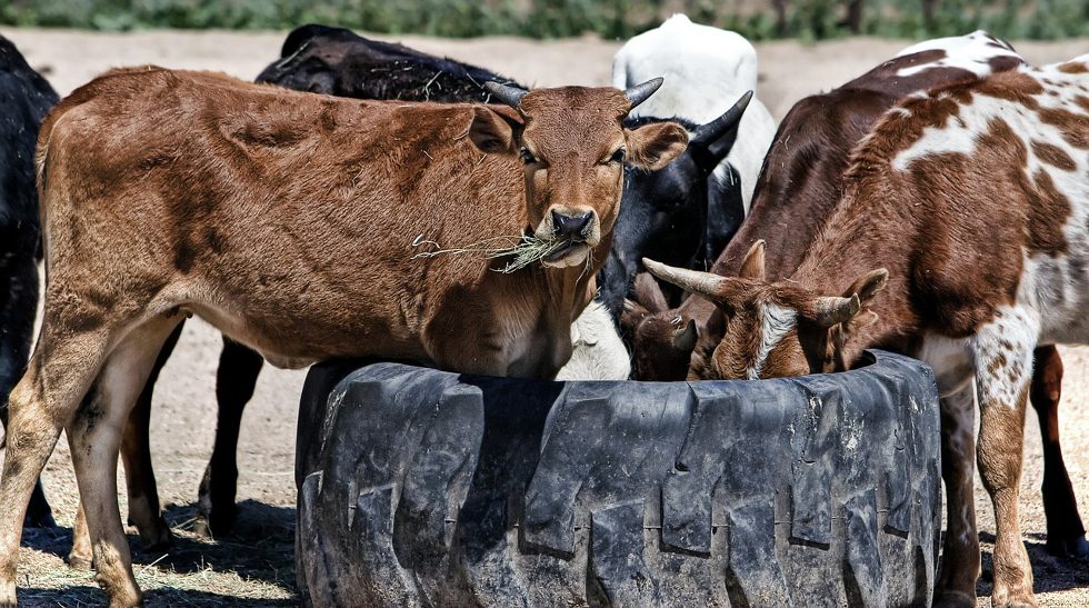 Japan: Marubeni Corp acquires Creekstone Farms from Sun Capital