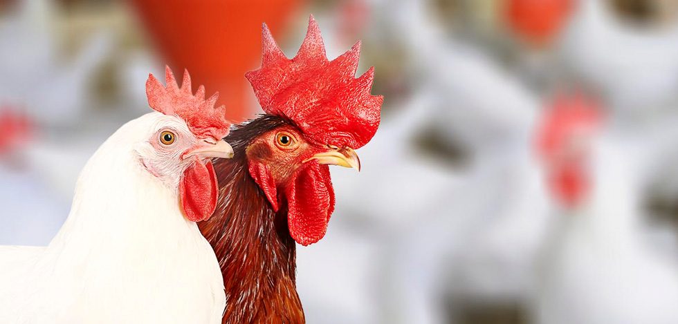 Affinity-backed Leong Hup International debuts on Bursa Malaysia