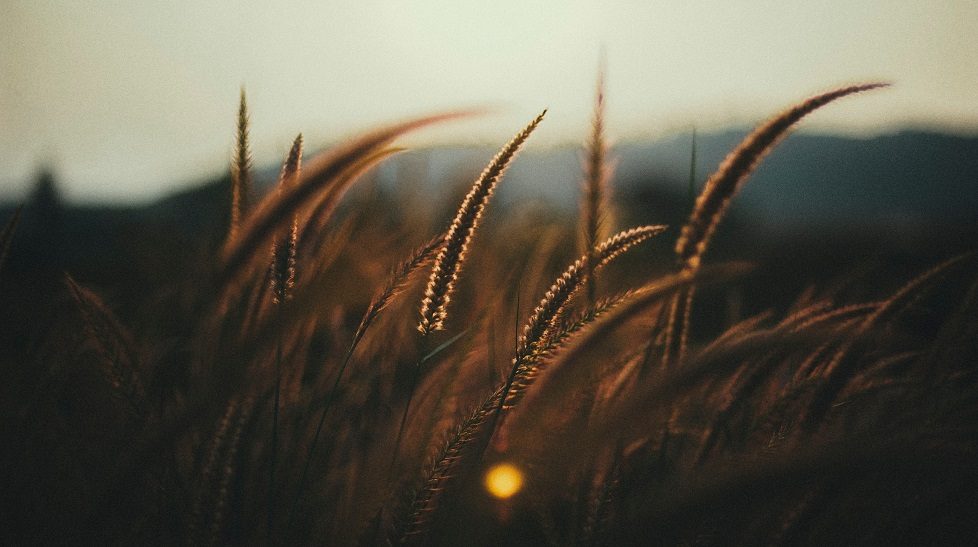 Indian agtech startup DeHaat closes Sequoia-led $12m Series A