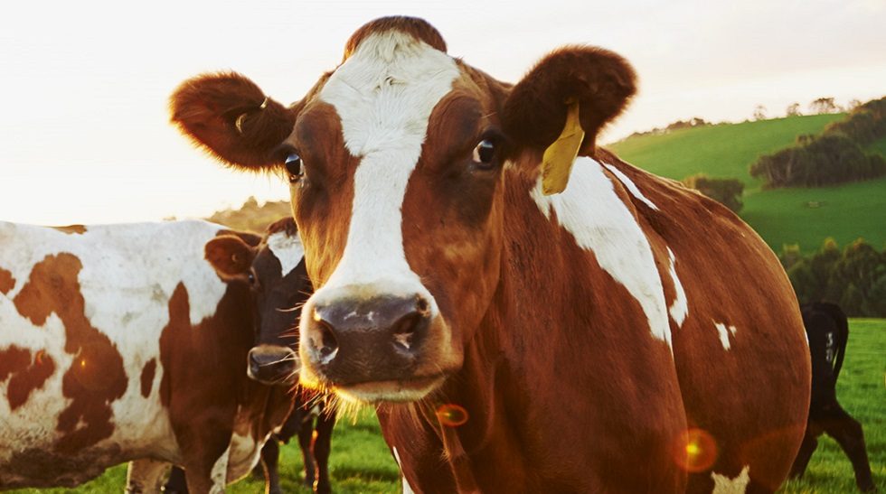 Canada's Saputo to buy Aussie dairy firm Murray Goulburn for $488m