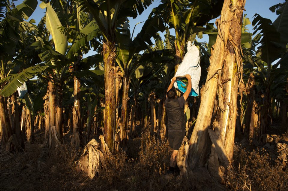 BHP Billiton, Goldman back Australian solar project nestled among banana crops