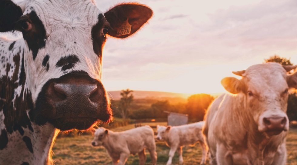 Singapore’s Japfa sells stake in China dairy business to Meiji for $254.4m