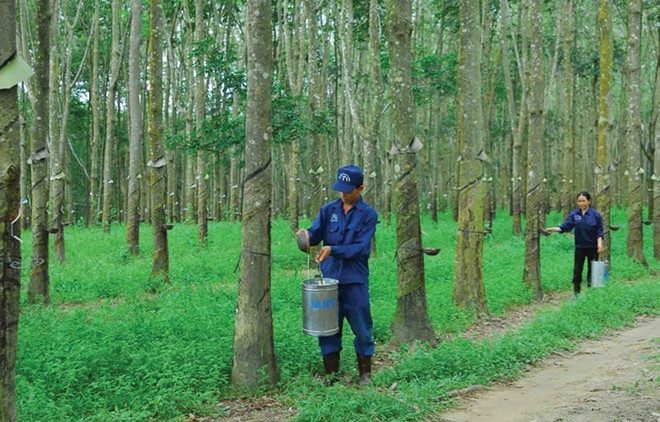 Vietnam Rubber Group targets raising $273m in Feb IPO