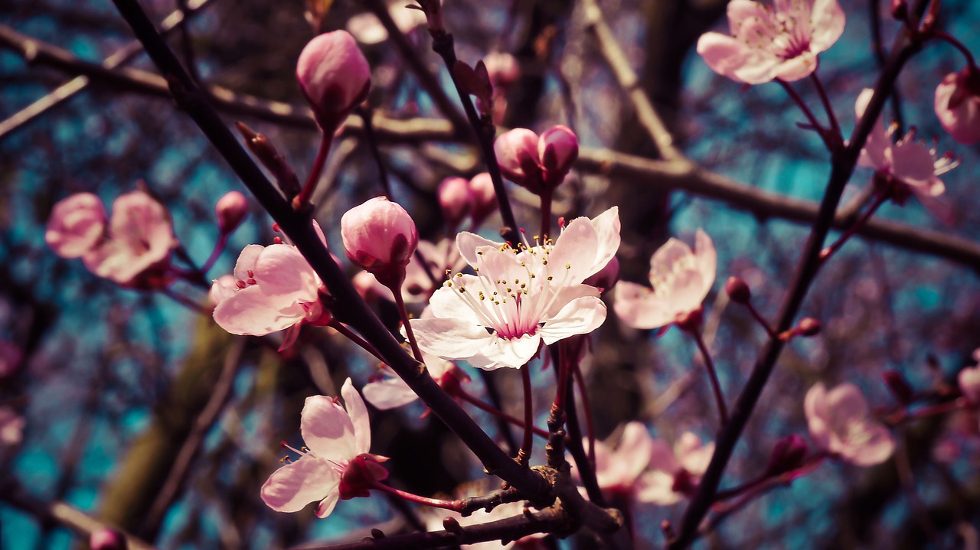 ADM Capital acquires Australian almond orchard for undisclosed sum