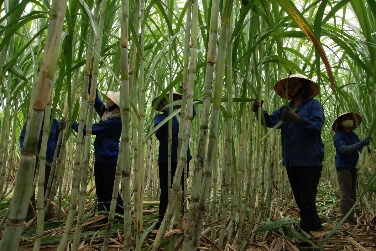 DEG mulls $50m loan to Vietnam’s leading sugar producer TTC Bien Hoa