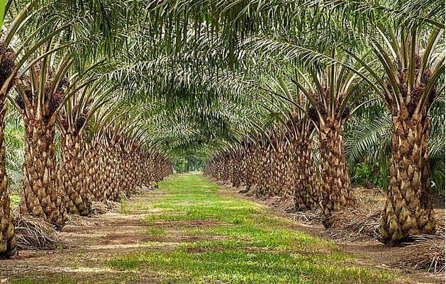 Malaysia: Hap Seng eyes majority stake in palm oil firm Kretam for $300m