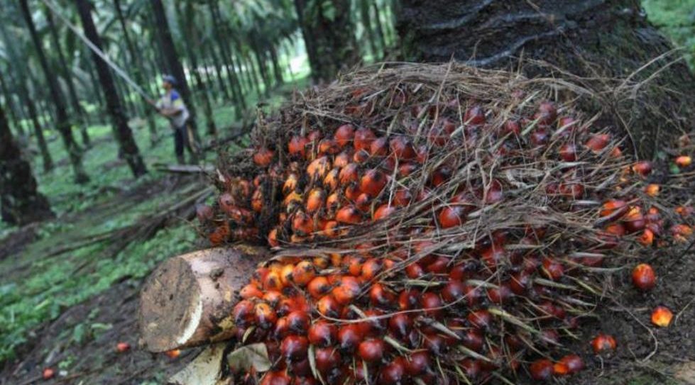 Malaysian palm oil giant KLK offers $372m for majority in IJM Plantations