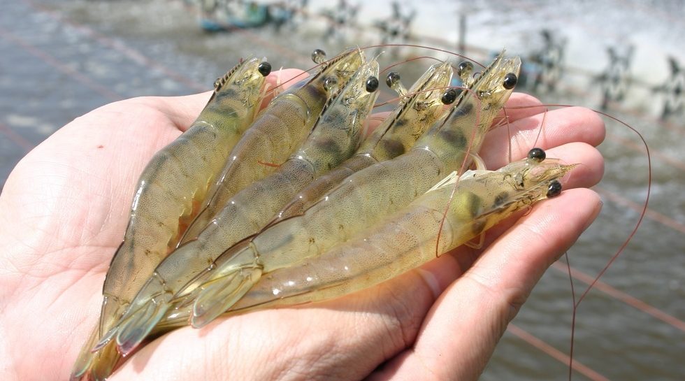 SEA Digest: Japfa inks shrimps JV with Hendrix; Thailand's MyCloudFulfillment raises $2m Series A