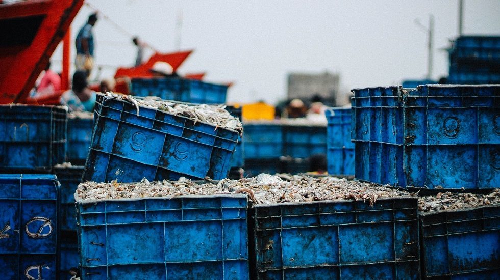 Shrimp exporter Nekkanti raises $30m in pre-IPO funding