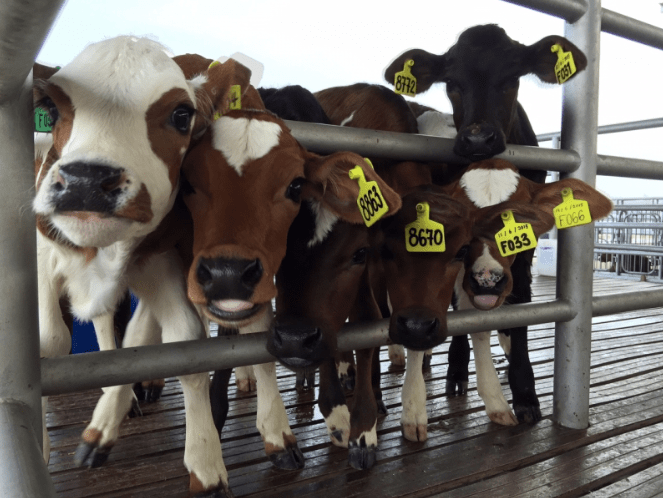 Dymon Asia invests in Malaysia's The Holstein Milk Company