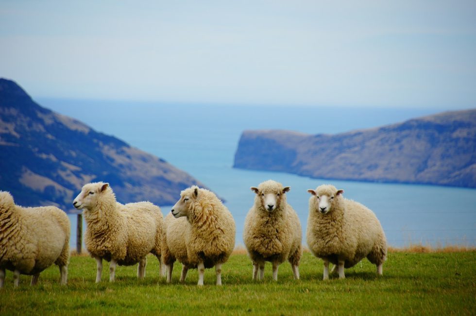 Direct Capital exits investment in New Zealand's Cavalier Wool Holdings