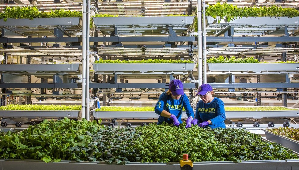 Temasek leads $50m funding round in US indoor farming startup Bowery