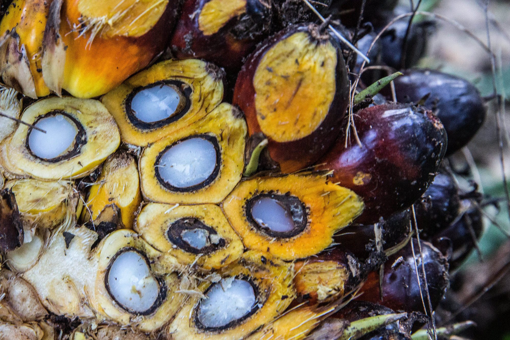 GIC-backed Indonesian palm oil producer Triputra Agro exploring sale options