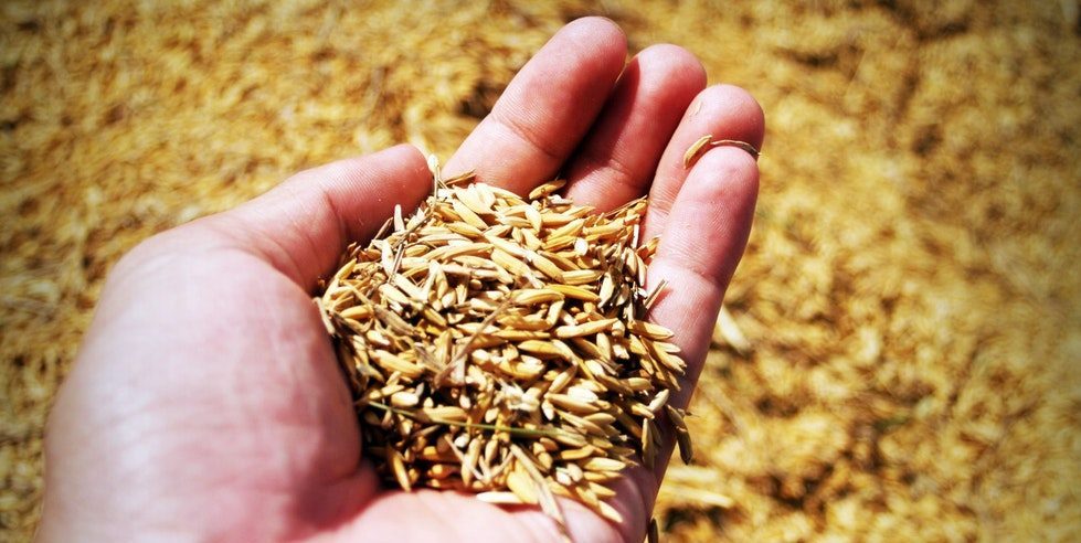 Dutch lender FMO weighs $5.2m investment in Indian agritech company