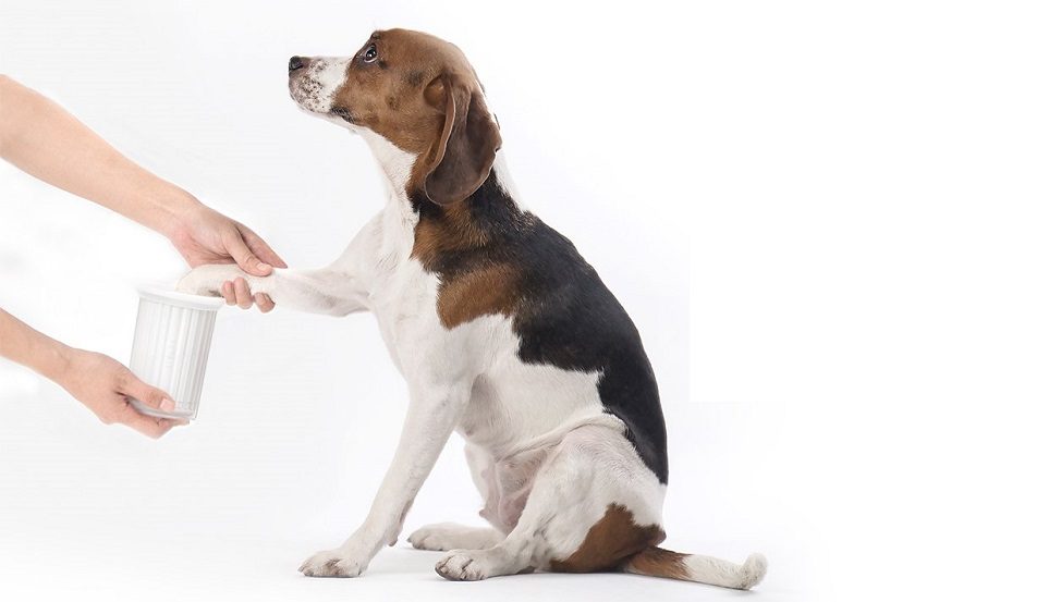 China Digest: Innovusion snags $66m; PETKIT nets $50m in Series D