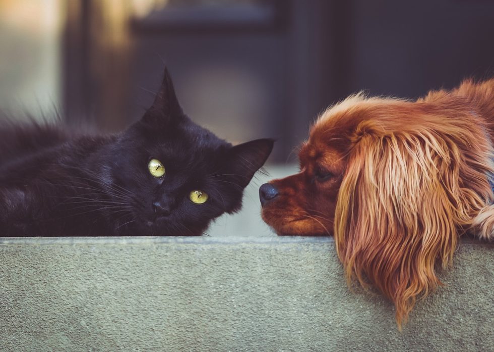 Shanghai-based Mollybox secures $13m Series B from DCM, Digitalis