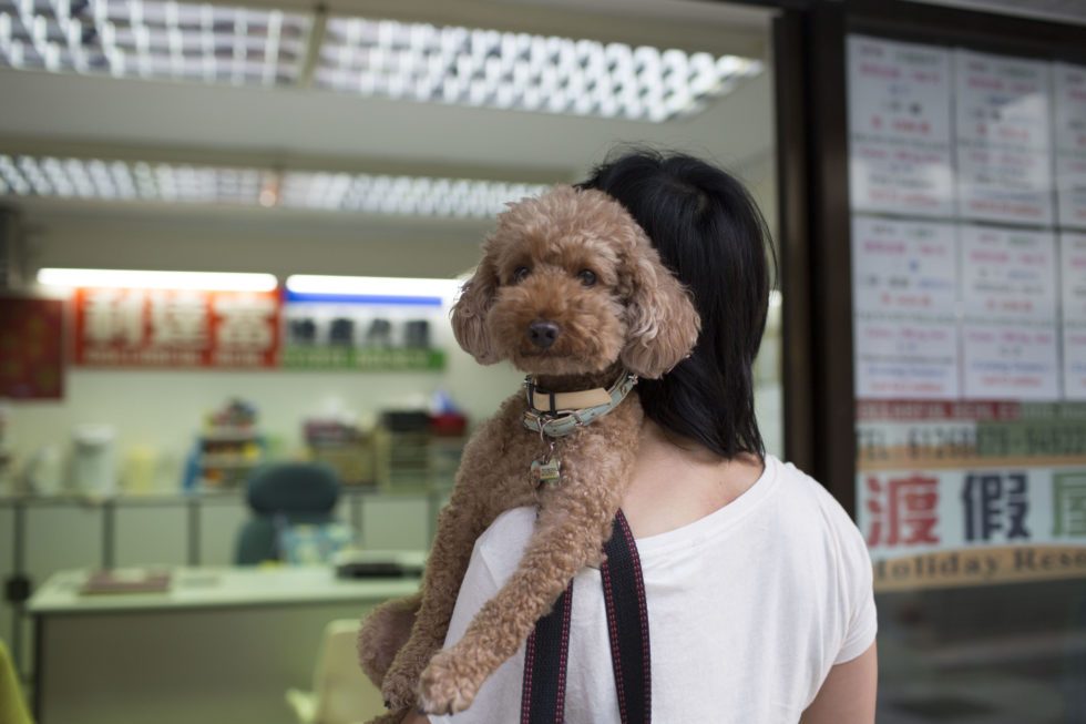 China's Fosun invests $18.4m in pet services platform Pet Doctor