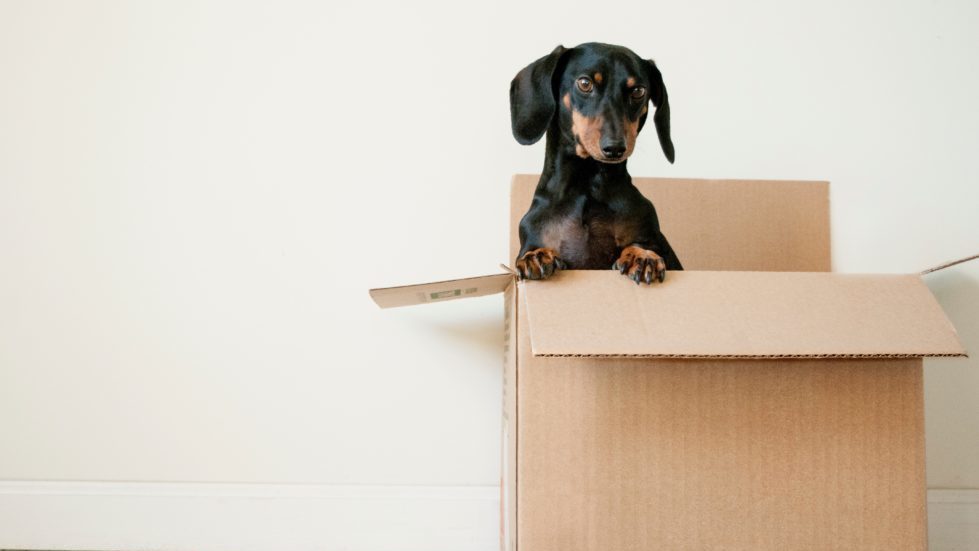 Goldman Sachs-backed Chinese pet services firm Boqii collects $60m