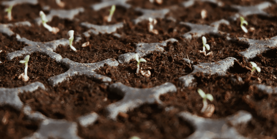 Vertical-farming seed player Unfold raises $30m from Temasek, Bayer arm