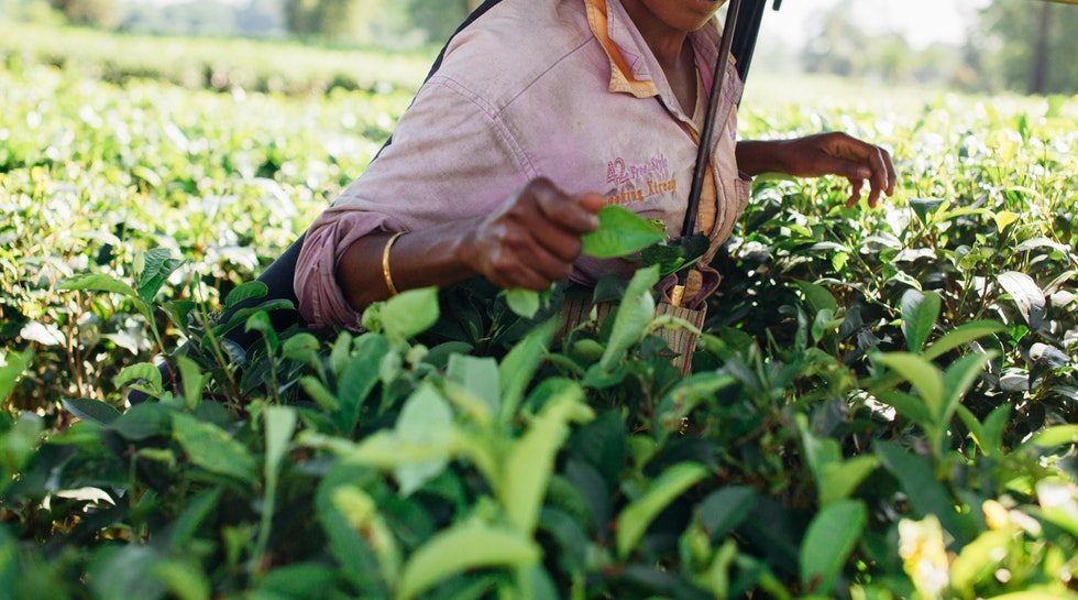 FMO weighs $45m investment in Indian agri logistics firm