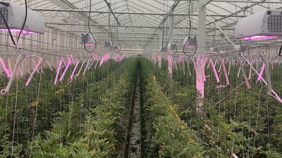 MENA agribusiness Pure Harvest bags $100m commitment from Kuwait's Wafra