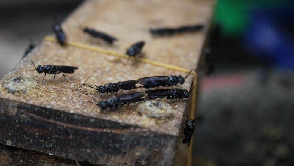 Rising food security fears highlight promise of Southeast Asian bug harvesting startup
