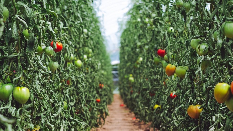 S Korean agtech startup Green Labs scores $142m in Series C funding