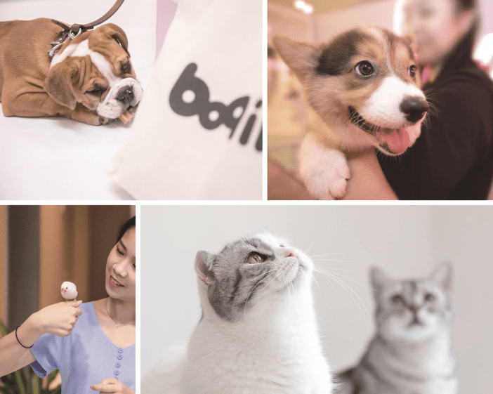 Goldman-backed Chinese pet services firm Boqii sets terms for $77m IPO