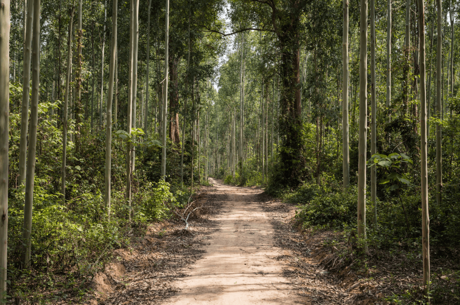 FMO proposes $5m investment in Laos forestry plantation firm Mekong Timber