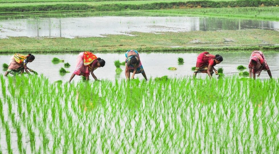 Indonesian agritech startup Tanihub said to be in talks to raise around $60m