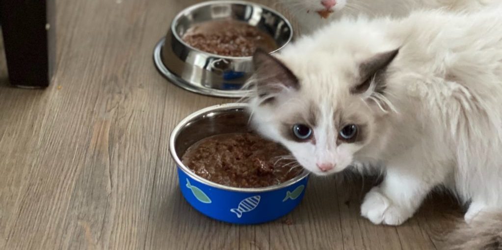kkr-acquires-new-zealand-s-natural-pet-food-group-through-asian-fund