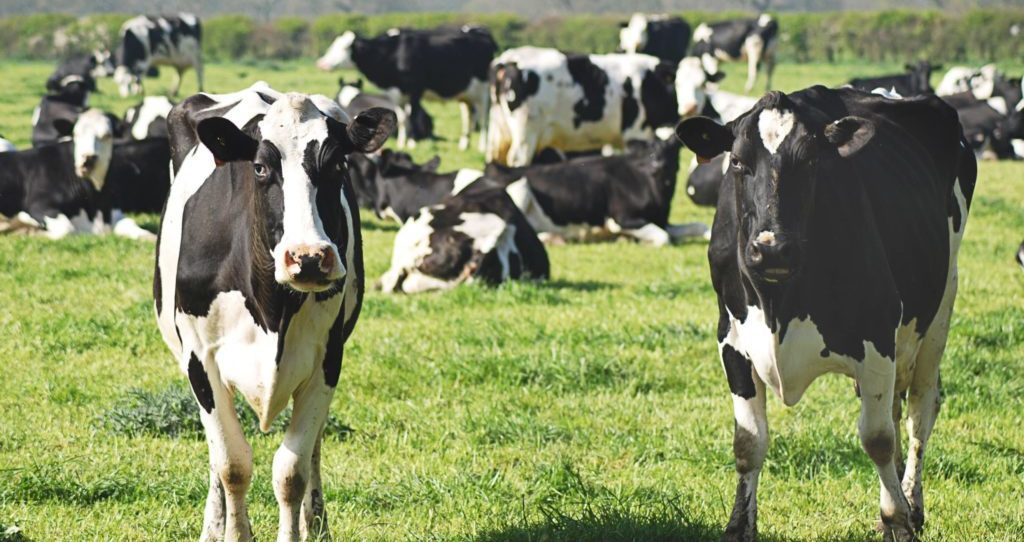 Cadila to sell Indian animal health business to Multiples PE-led consortium for $396m