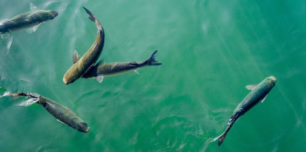 Indonesia's eFishery said to be in talks to raise funding from SoftBank, Sequoia, Temasek